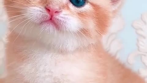 Cute Kitten Baby Cat Funny Cat Videos