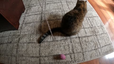 Show Me the Way Kitty