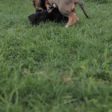 Cute's puppies are playing with each other 🐕😊