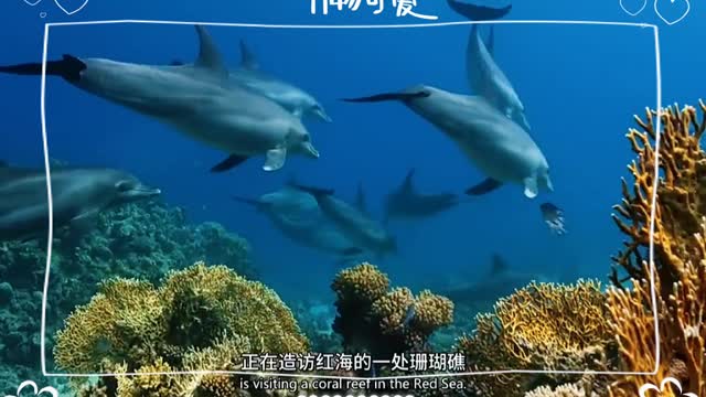 123Killer whales chasing and preying video