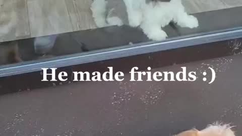 Dog made puppy friends