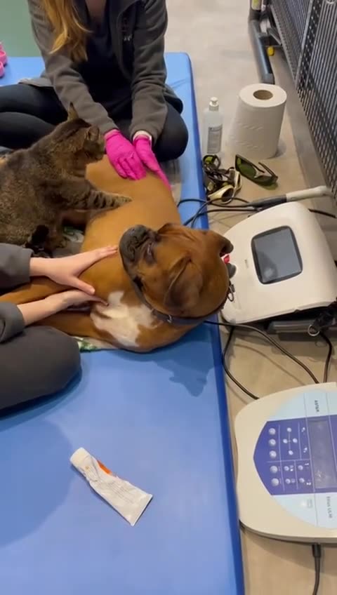 We all could use a couple of extra paws 🤣🤣