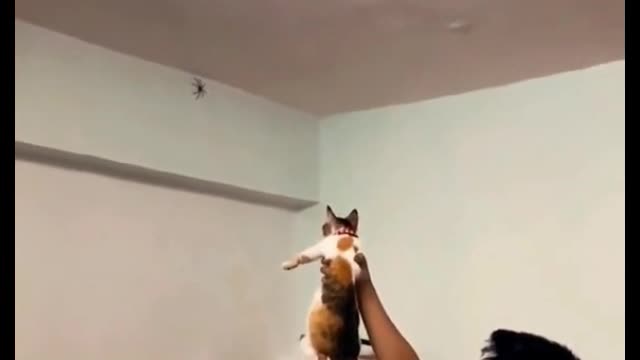 Using cats to hunt spiders