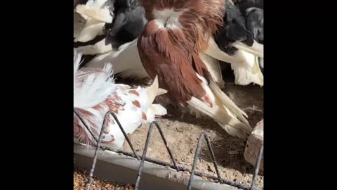 purebred pigeons yakali