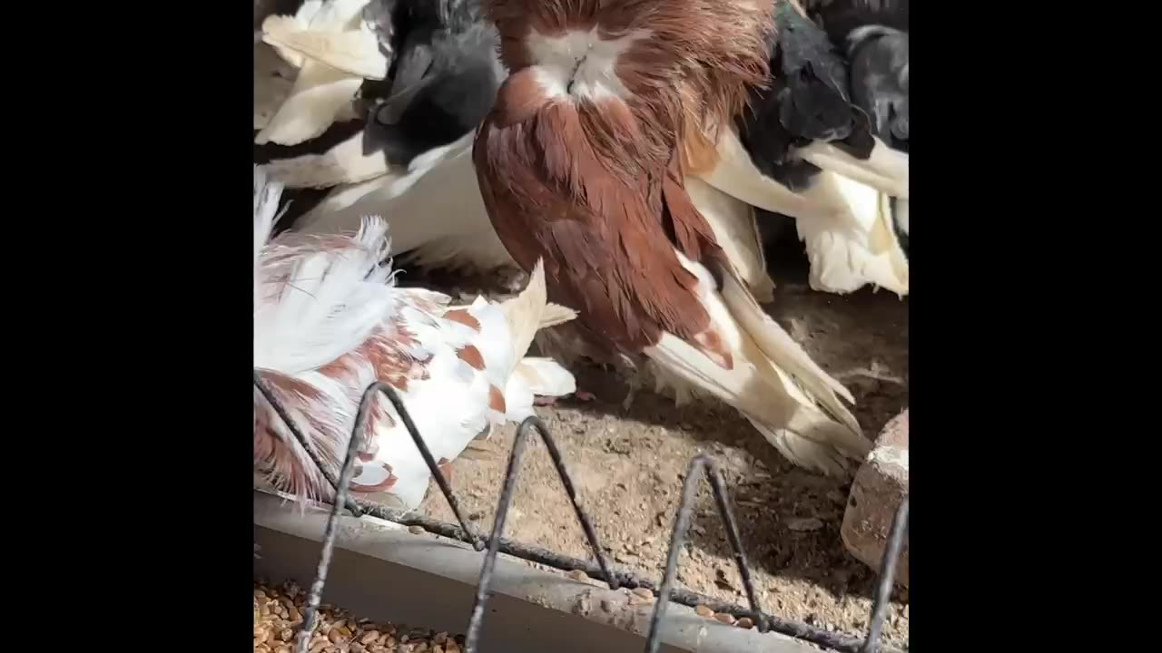 purebred pigeons yakali