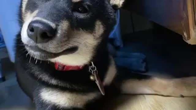 The dog showed a puzzled expression