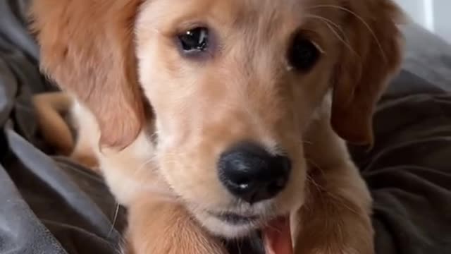 The Funniest Dogs Reactions Caught On Camera! Pets Town