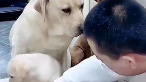 Loyal Puppy