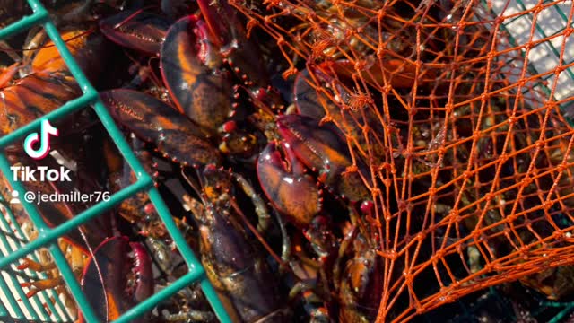 Eat Maine Lobster