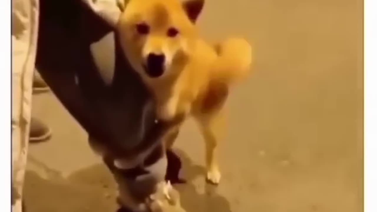 Funny animal dog 🐕🐕🤣