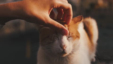 La détente d'un chaton