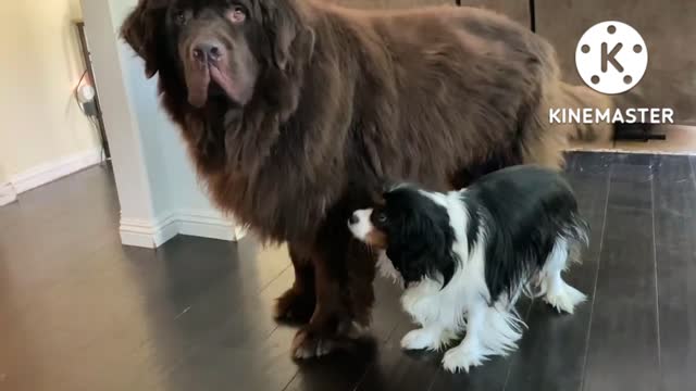 Giant Newfoundland Dog Burps After His Snack