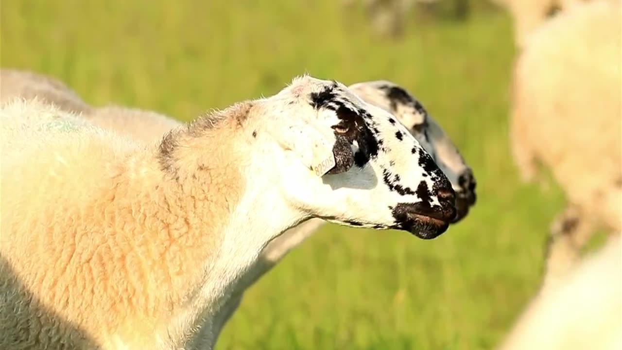 Sheep eating grass new video 2023