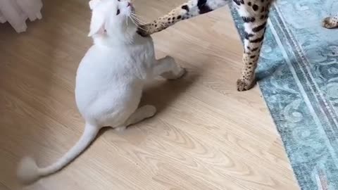 There is time we don’t trust each other prior to interest or approach…..watch these pets.
