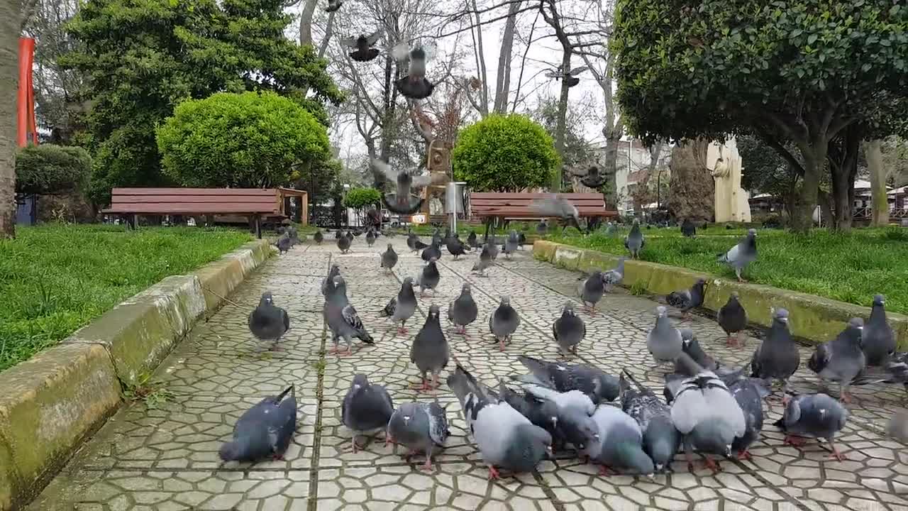 beautiful pigeons