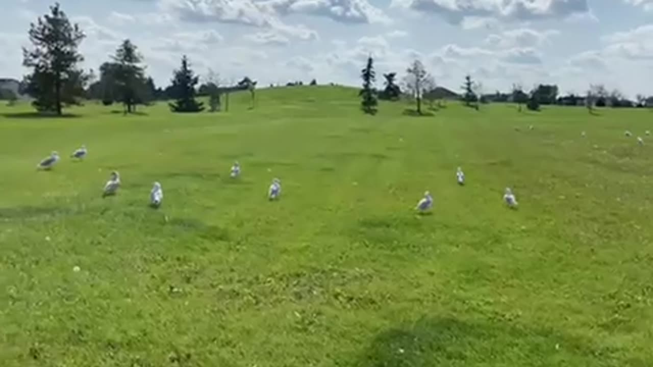 Nature and bird: Seagull gathering, seagull watch