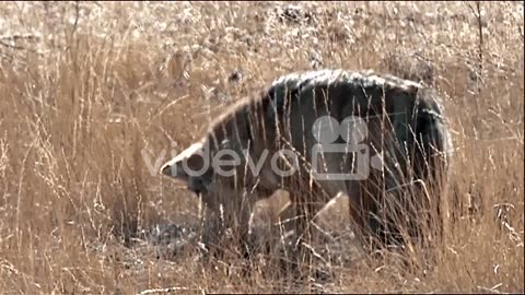 Coyote (Canis Latrans) In Tall Light Brown Grass At Yellowstone