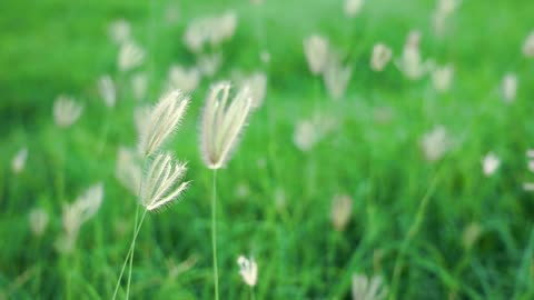 Spring flowers and plants