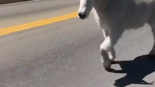 Big Big Ass Goat