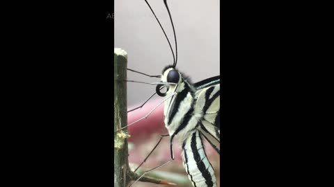 Amazing Butterfly - TEST video