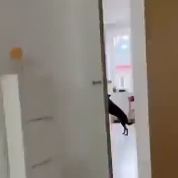 When you leave your dog alone for a minute.. 😅