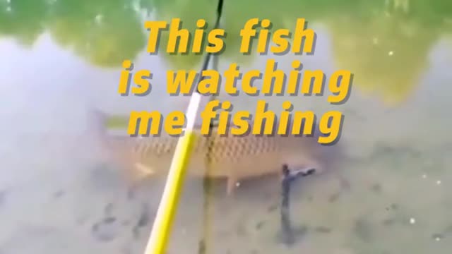 This fish is watching me fishing