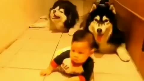 Funny animal