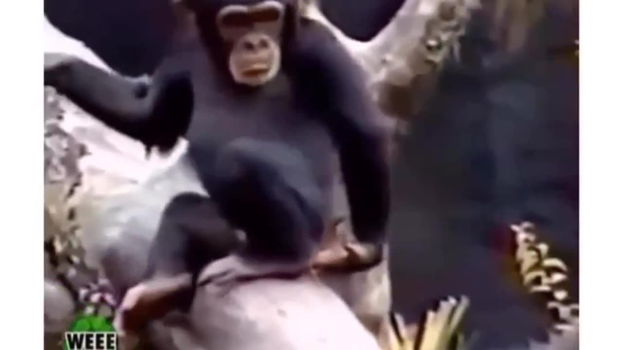 FUNNY THE MONKEY SMELLED HIS OWN ASS AND FALLED