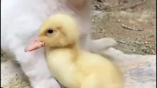 Cute little puppy and a chick | Puppy is helping a chick