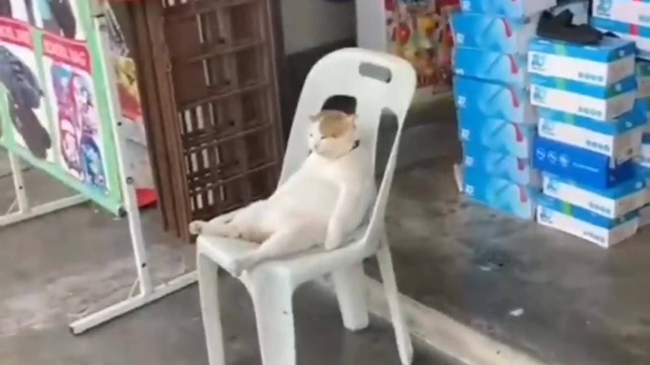Funny animals