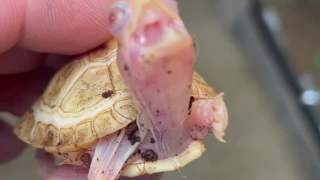 Tyson the Albino Eastern Box turtle