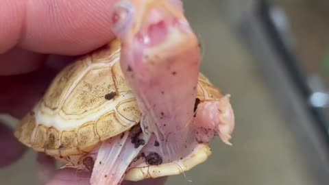 Tyson the Albino Eastern Box turtle