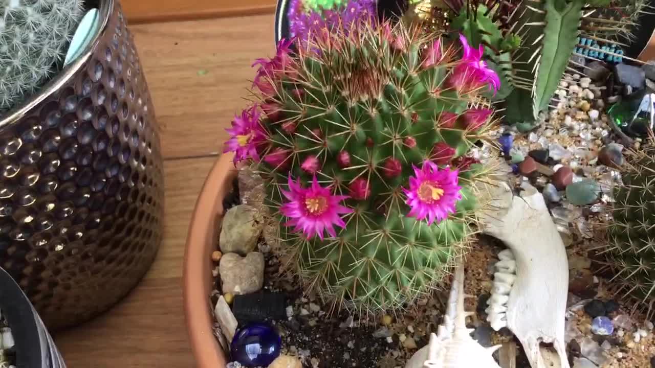 Cacti, Mammillaria In Bloom.