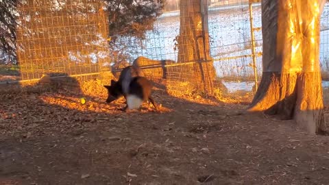 Cerby Fox with three legs pounces HIGH on a ball