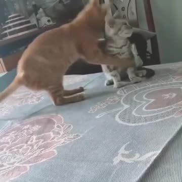 this is a real news funnyanimal cat love