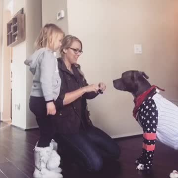 PITBULL playing dress up