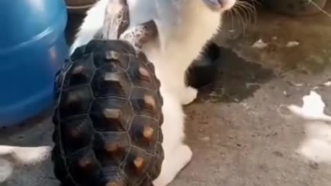 Love between species! The Turtle and the Cat | Animália Universe