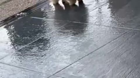 Funny And Cute Animals Short #106