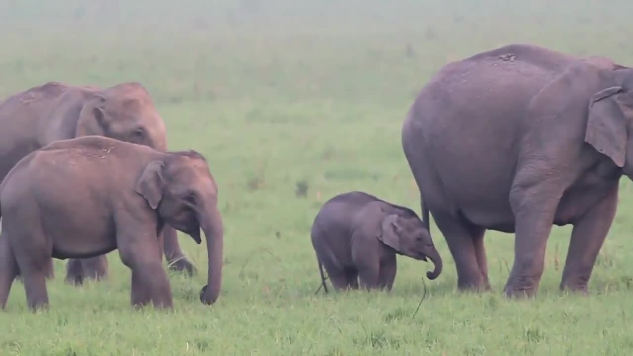 Baby elephant wants to play