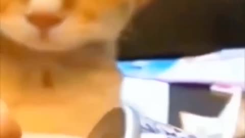 Funny cat compilation 😂🐱 !!! Cat funny videos!!! Cute cats!!! 🐱