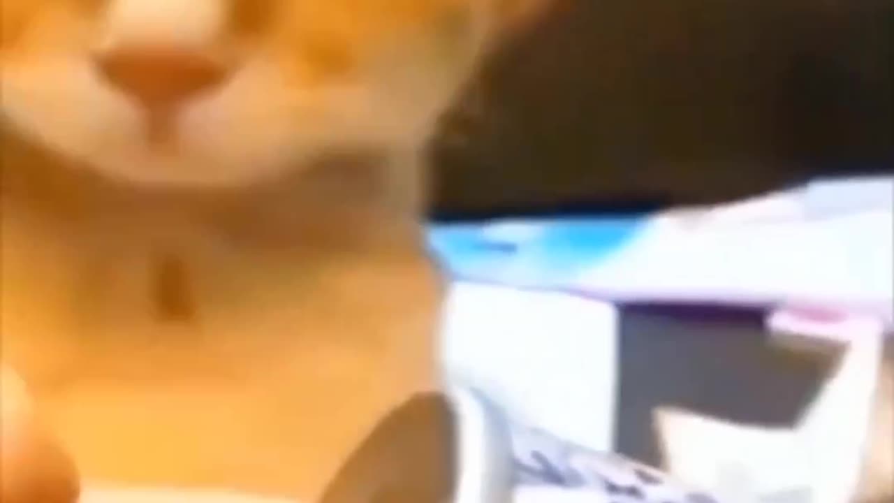 Funny cat compilation 😂🐱 !!! Cat funny videos!!! Cute cats!!! 🐱