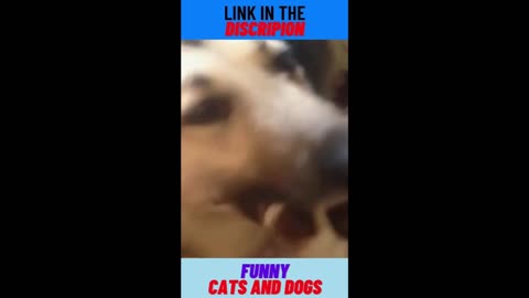 funny cats and dogs