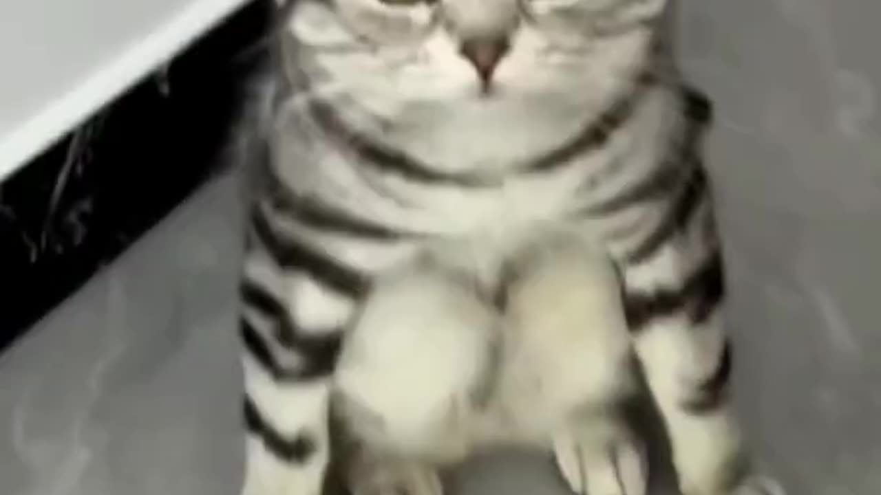 Funniest pet 🐕 in the world 🌎