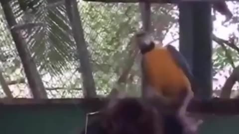 parrot at disco