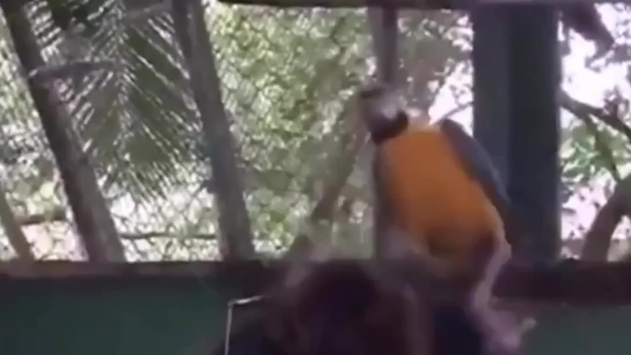 parrot at disco