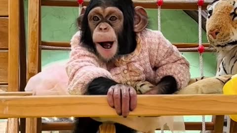 Leisurely little chimp