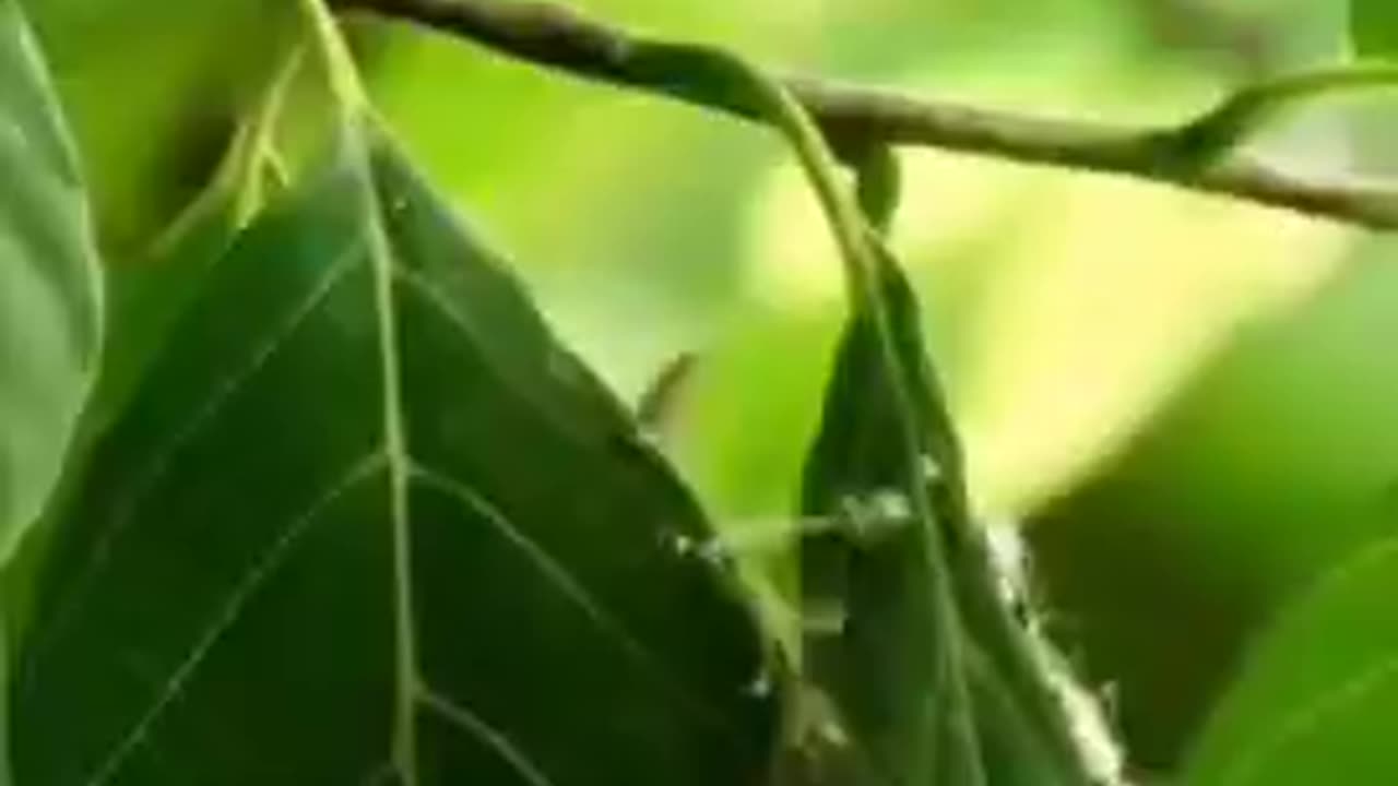 THE SEAMSTRESS OF THE BIRD WORLD