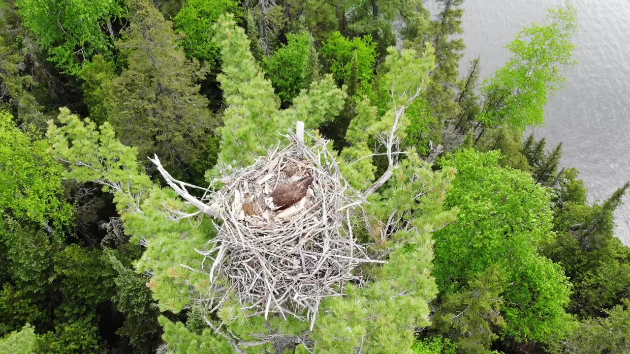 Osprey nest