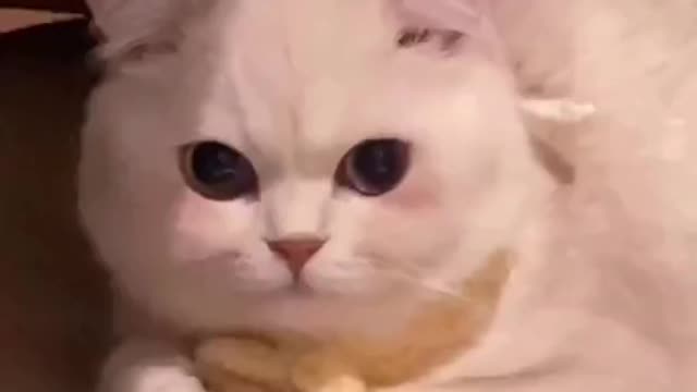 Cats are so cute