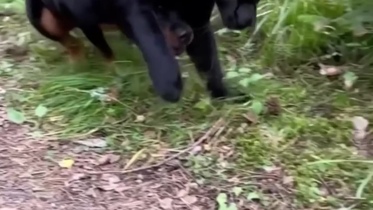 Black Tiger and German shepherd Dog Together